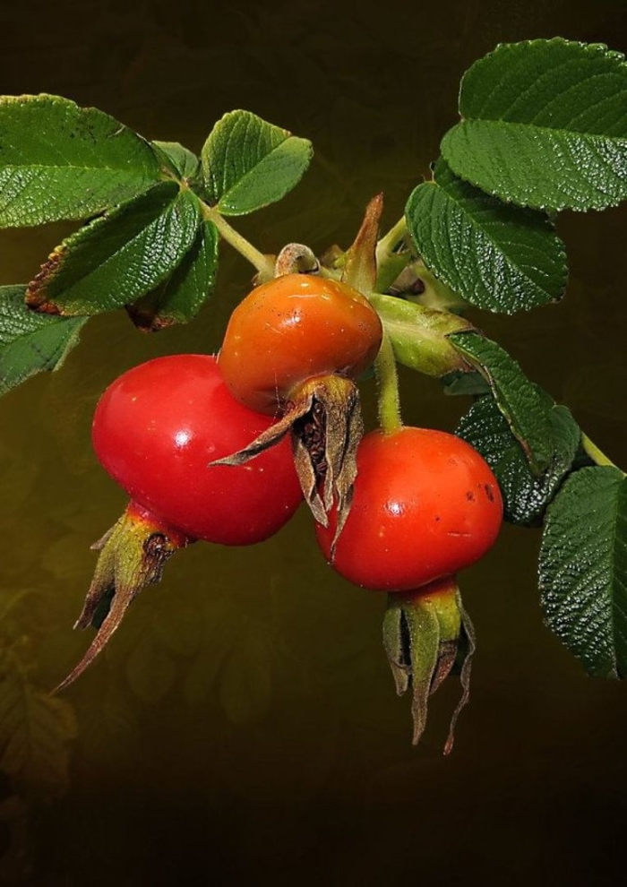 Шиповник бесшипный