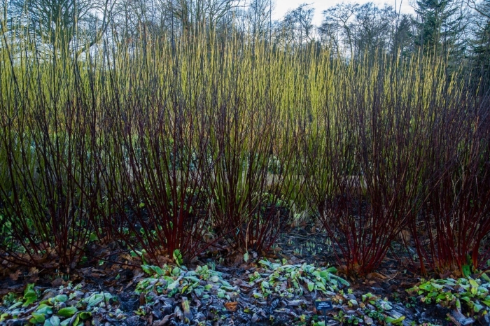 Cornus alba kesselringii