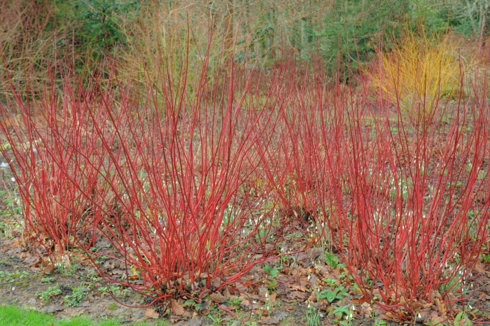 Cornus alba sibirica