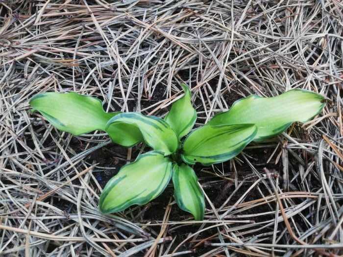 Хоста риппл эффект