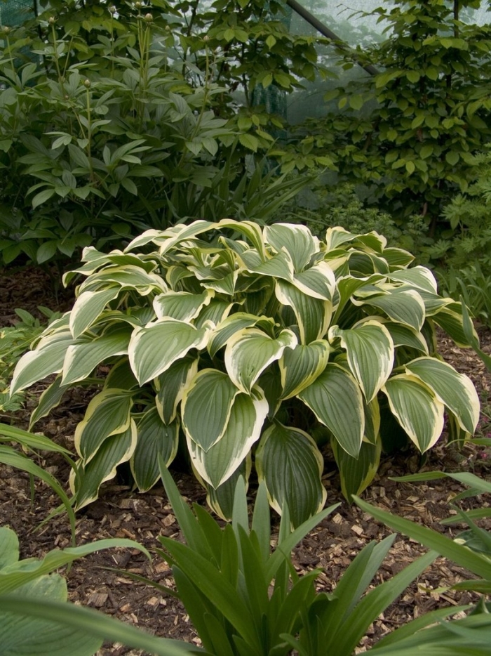 Хоста желтоокаймленная