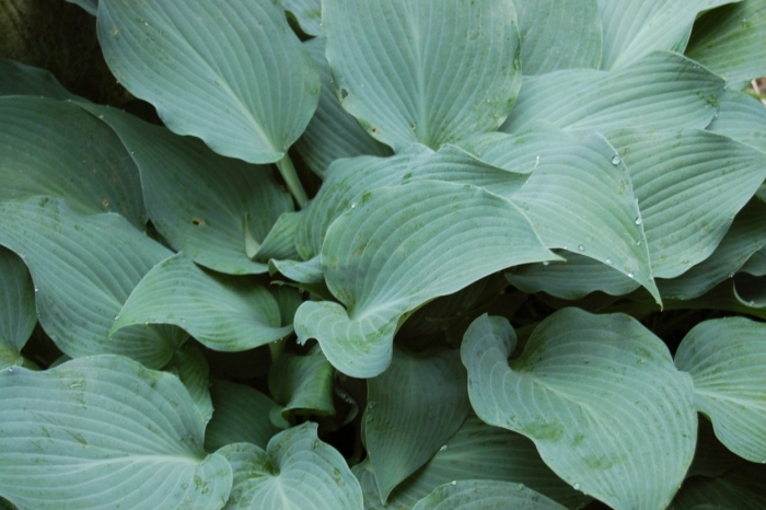 Хоста элеганс
