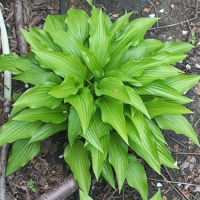 Хоста ланцетолистная