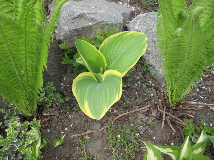 Хоста голд стандарт