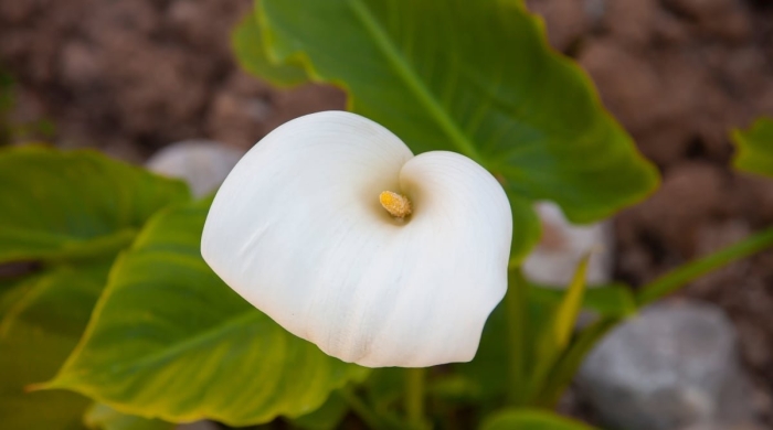 Калла эфиопская белая