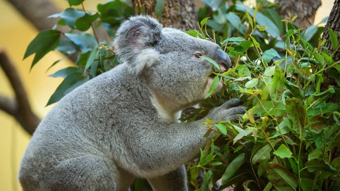 Коала на эвкалипте