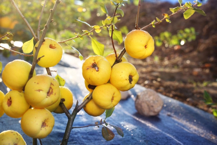 Айва японская хеномелес