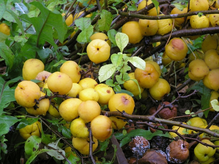 Айва японская плоды