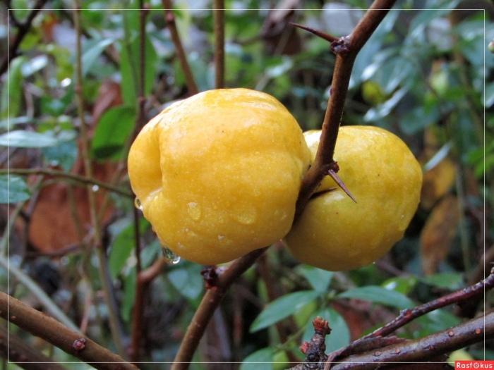 Айва японская плоды