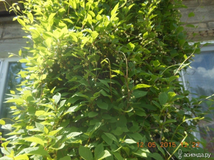 Куст лимонник