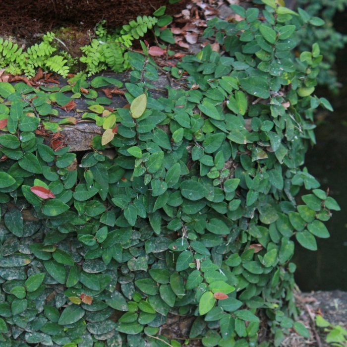 Фикус пумила