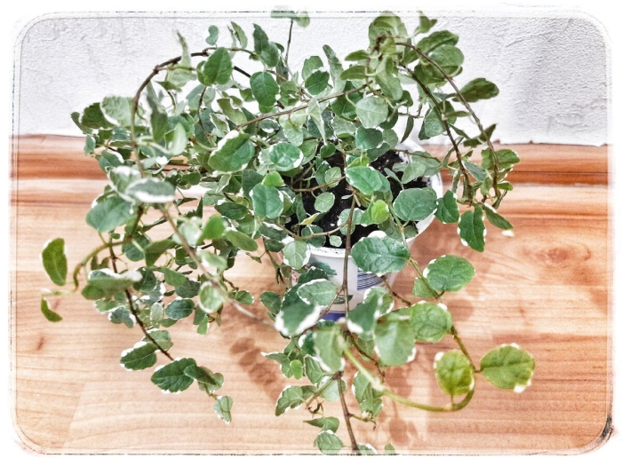 Фикус пумила ампельный