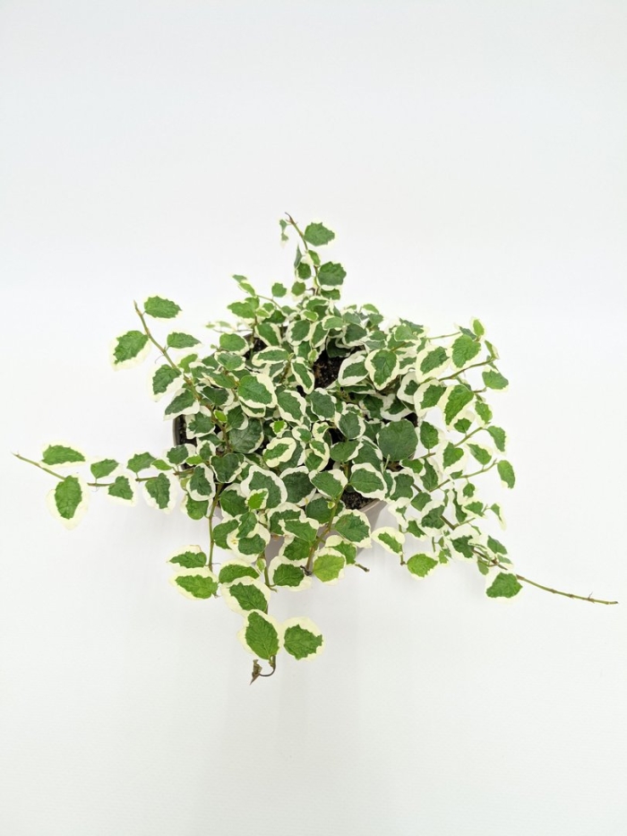 Фикус пумила санни