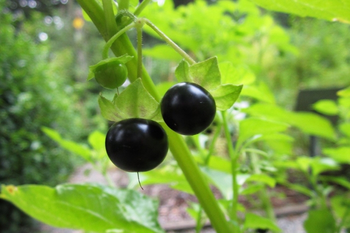 Паслён сараха