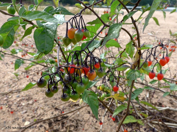 Паслен сладко горький