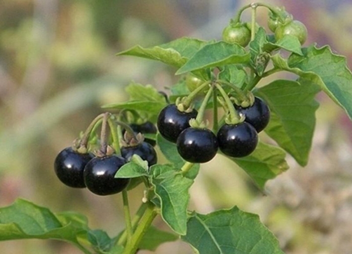 Паслён сараха