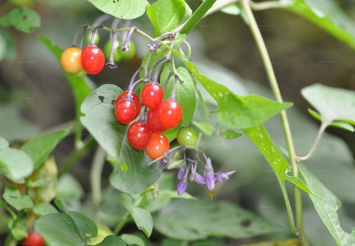 Паслен сладко горький