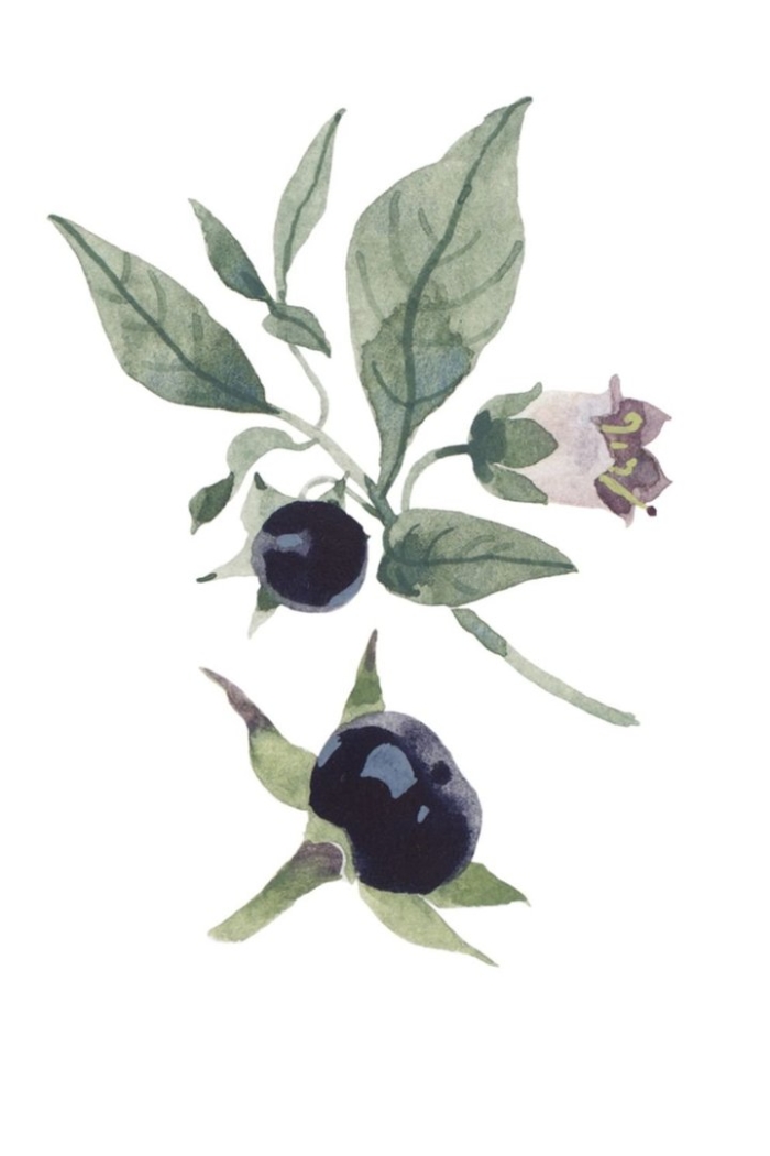 Белладонна красавка обыкновенная