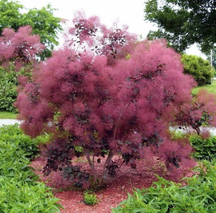 Скумпия кожевенная дерево