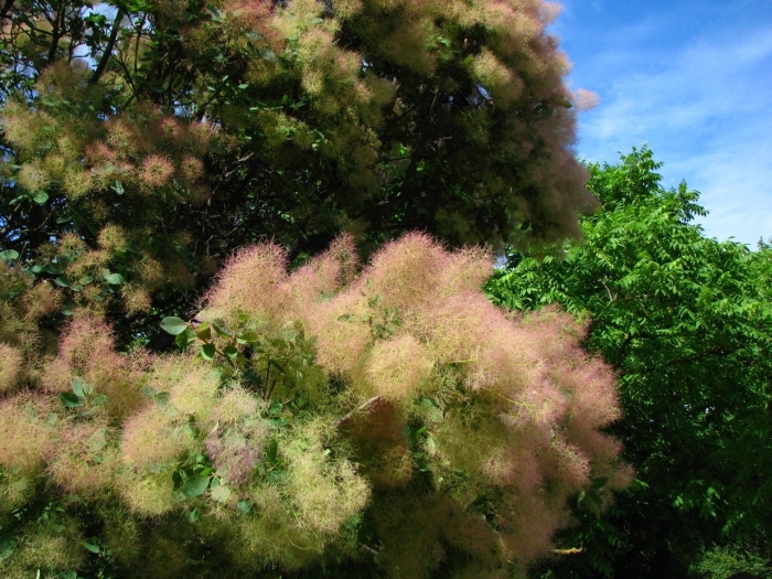 Скумпия кожевенная