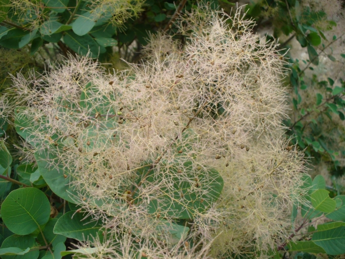 Скумпия кожевенная cotinus coggygria