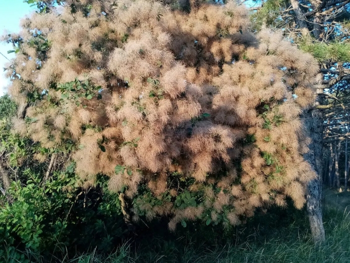Скумпия кожевенная