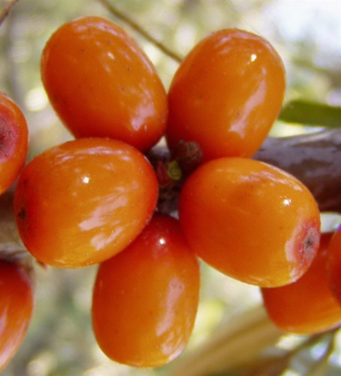 Облепиха бесшипная