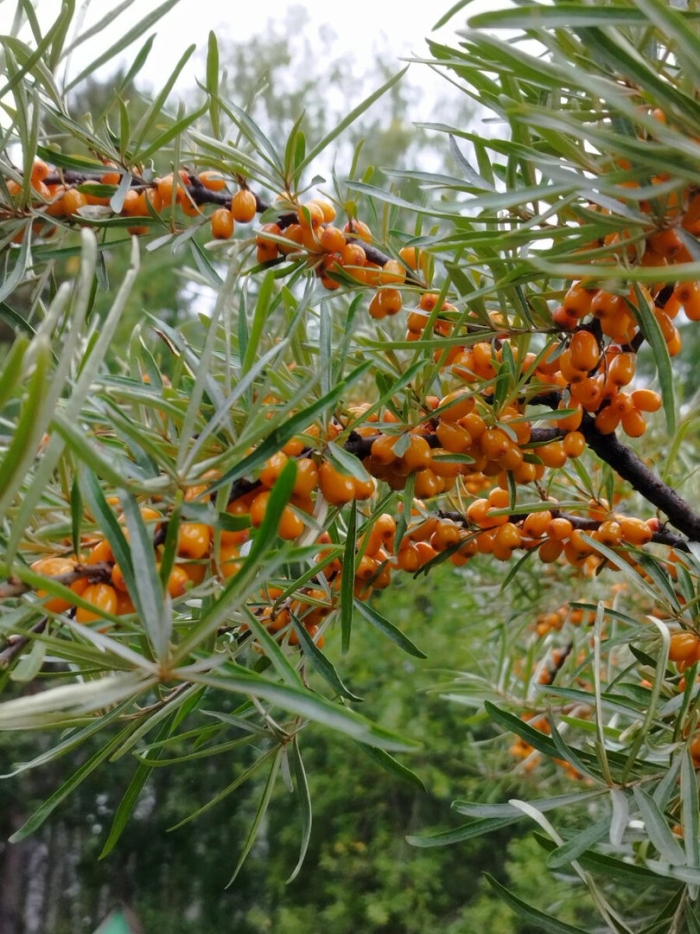 Облепиха куст