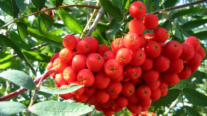 Рябина обыкновенная sorbus aucuparia