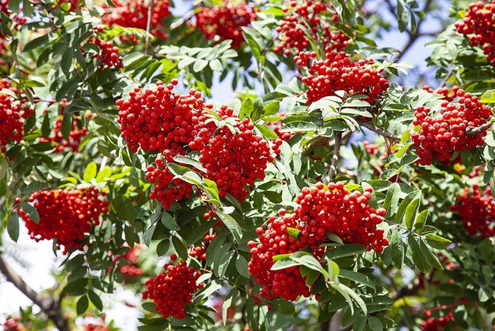 Красноплодная рябина