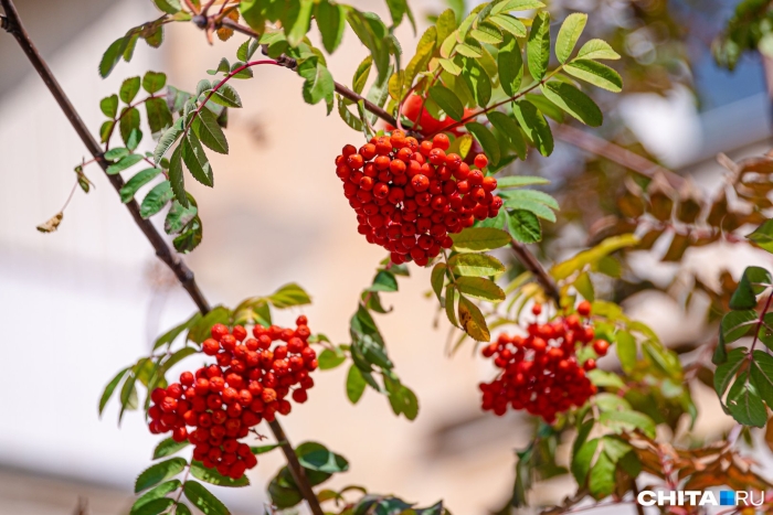 Рябина обыкновенная