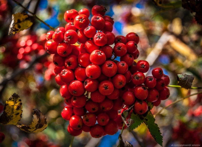Рябина десертная мичуринская