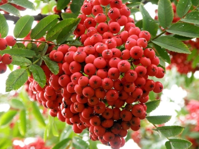 Рябина крупнолистная