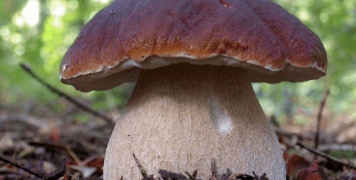 Белый гриб боровик