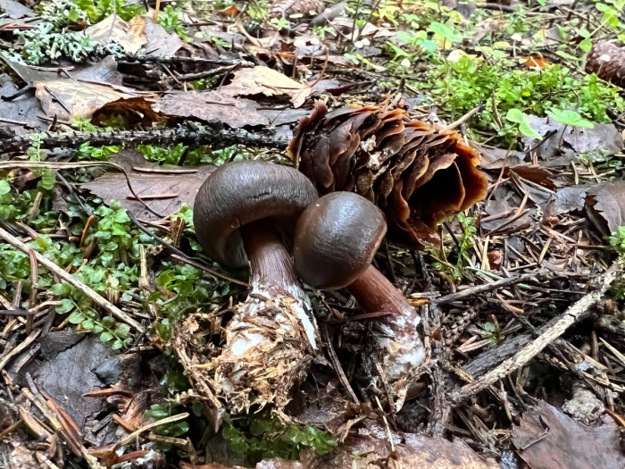 Паутинник надломленный гриб
