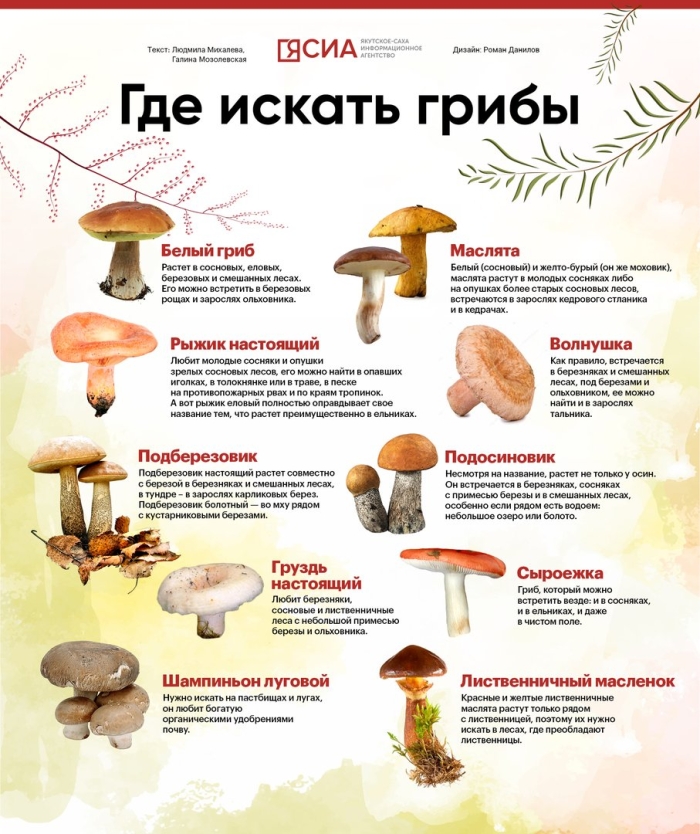 Где искать белые грибы