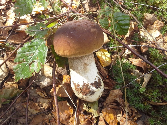 Белый гриб боровик