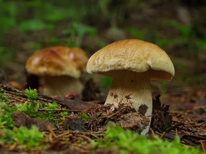 Съедобные грибы ленинградской области