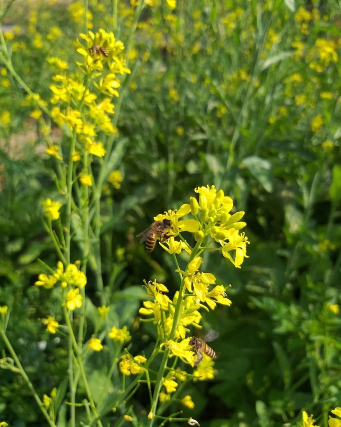 Горчица растение