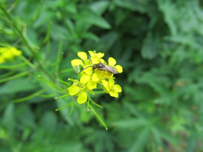 Сурепка обыкновенная плод