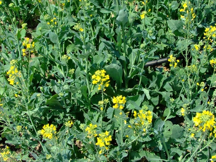Рапс – brassica napus.