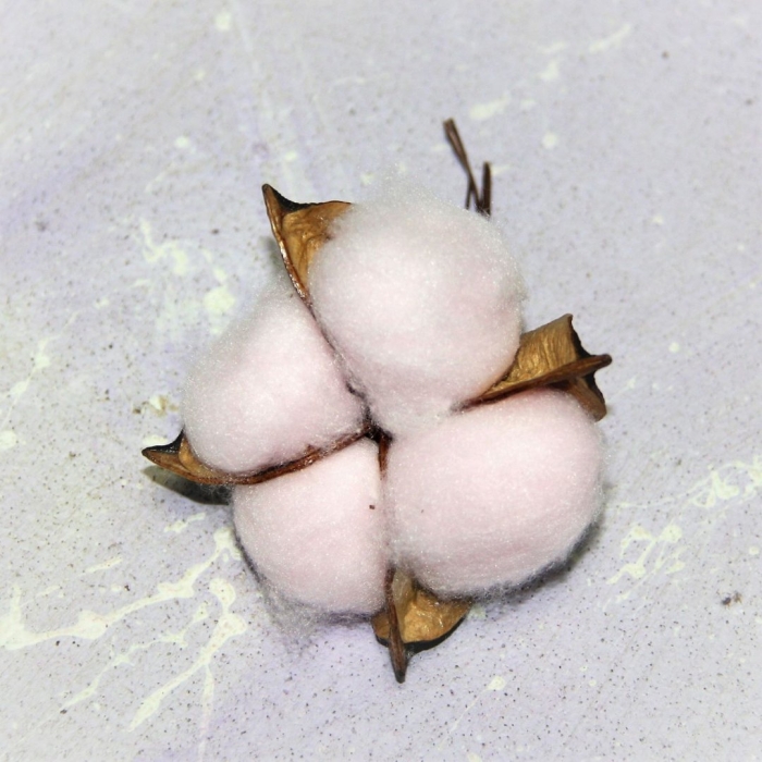 Коробочка плод хлопчатника