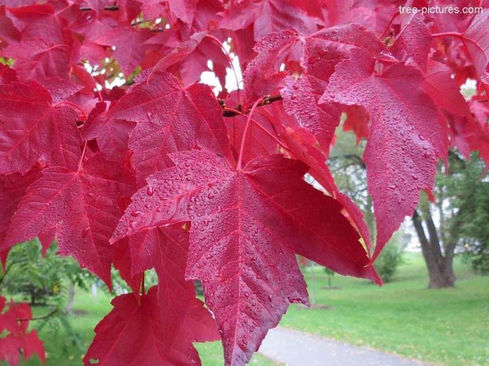 Клен красный acer rubrum