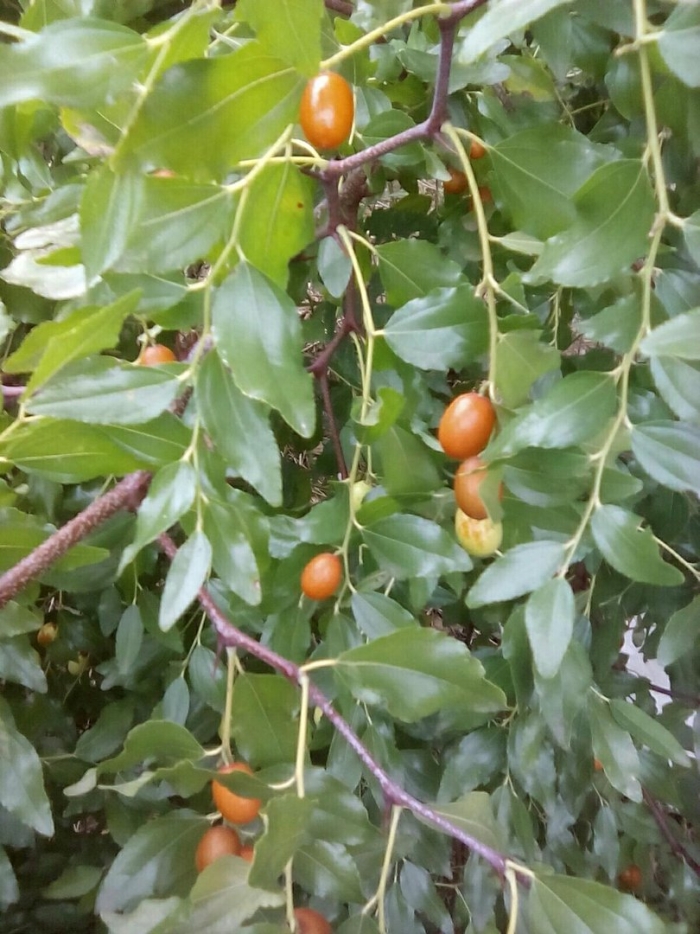 Унаби саженцы