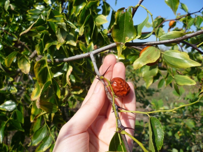 Унаби китайский финик