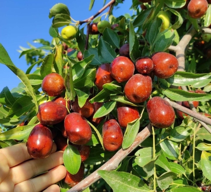 Зизифус унаби