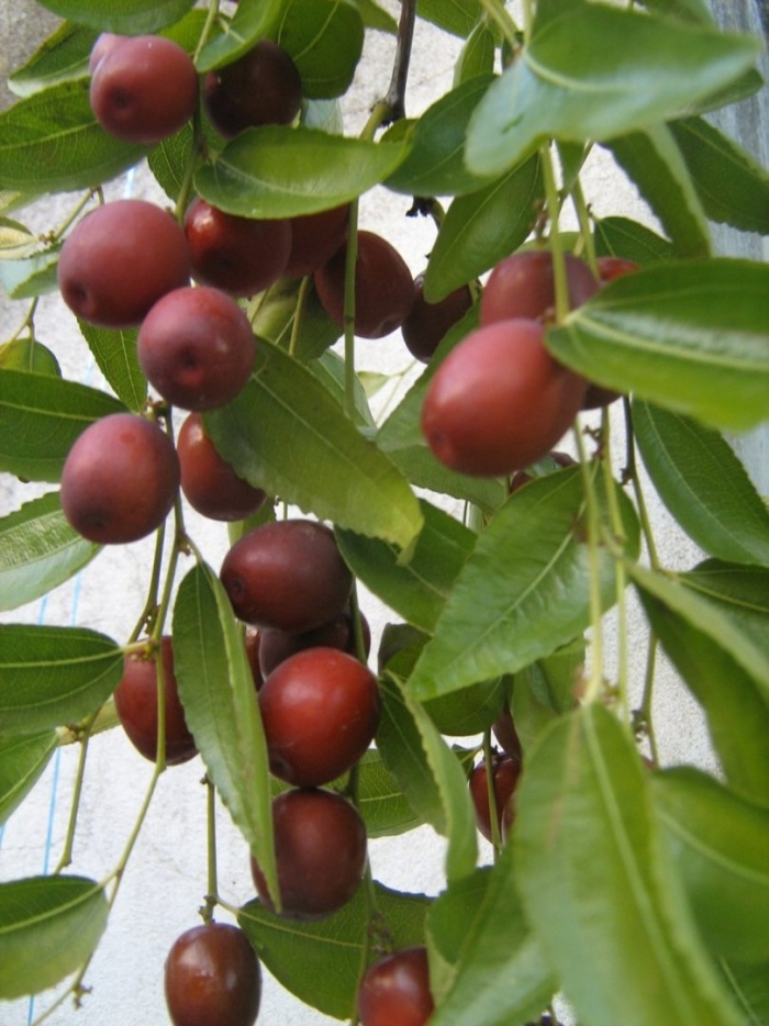 Крымский финик зизифус