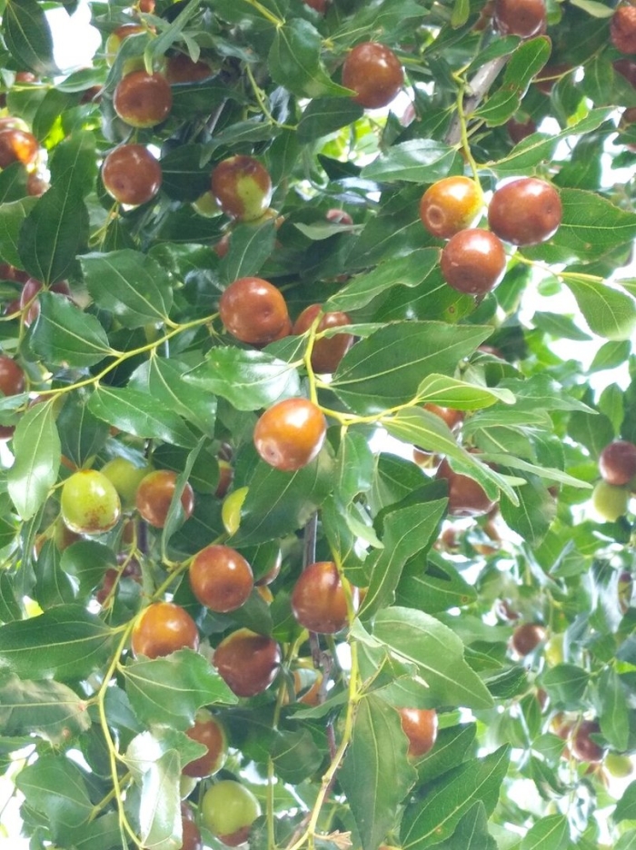 Китайский финик унаби