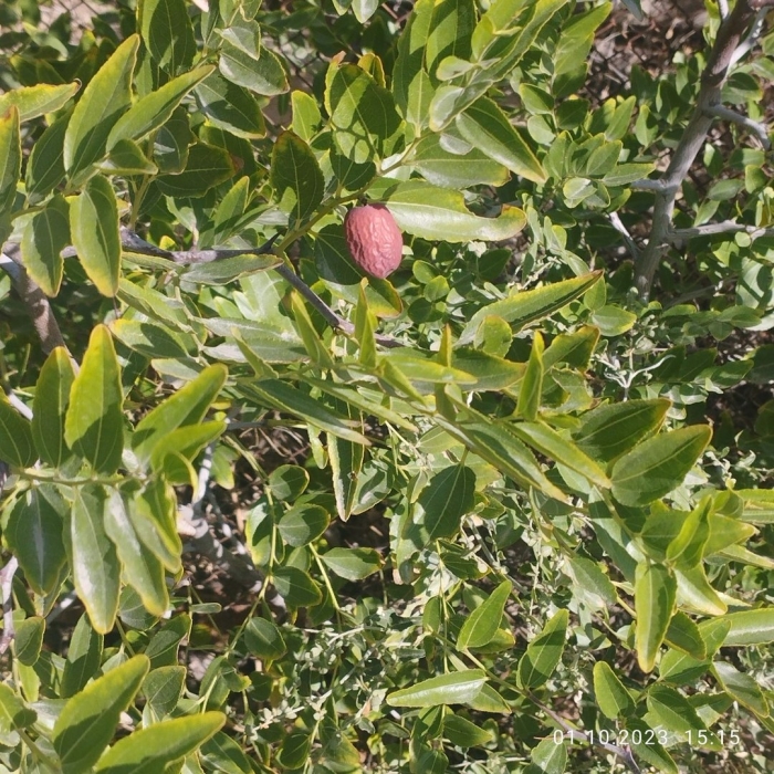 Китайский финик унаби