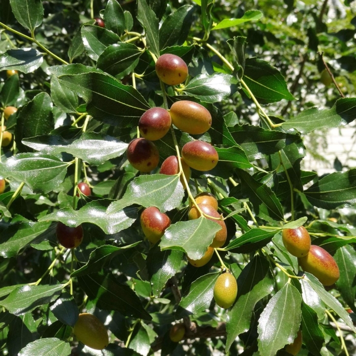 Финик унаби